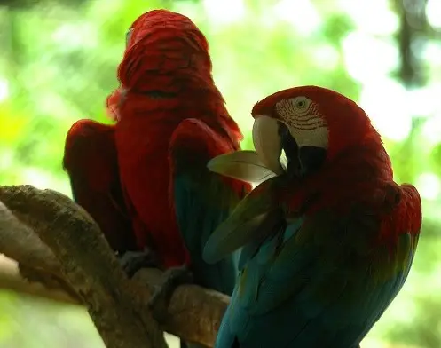No Panamá, as espécies mais comercializadas são o periquito, a arara, tartarugas, répteis, veados e o tucano.. No país existem cerca 315 espécies de animais, entre elas a arara vermelha. (Foto: Adriano Duff/ La Estrella)