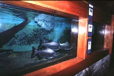 Peixes confinados para exposição ao público no aquário de Ubatuba (SP). (Foto: Divulgação)