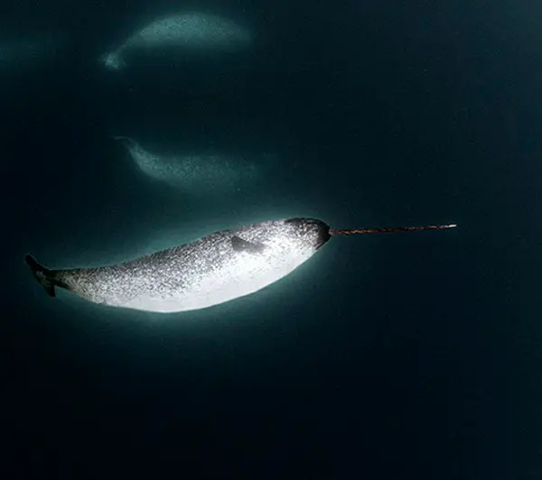 Macho de baleia narval fotografado por Daniel Botelho (Foto: Divulgação/Daniel Botelho)