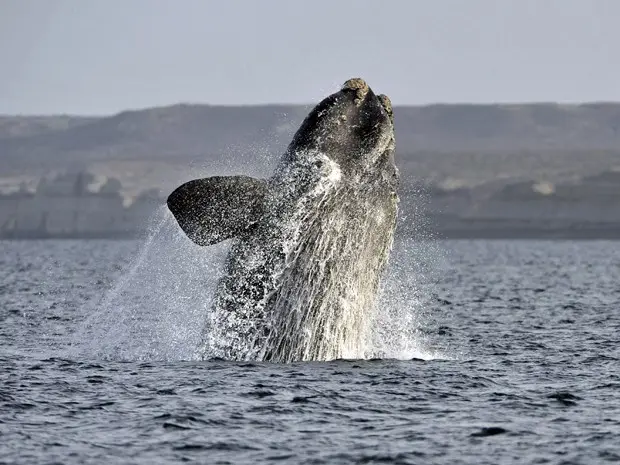 Salto de baleia-franca-austral é registrado em reserva marinha na Patagônia argentina (Foto: Maxi Jones/Reuters)