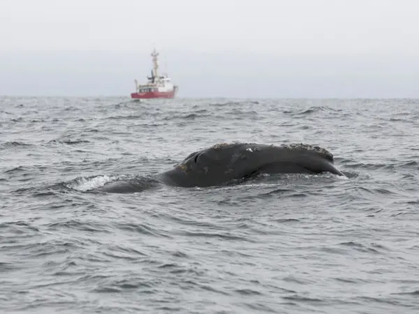 Foto divulgada pela guarda-costeira canadense mostra a baleia negra (Foto: AFP/Fisheries and Oceans Canada)