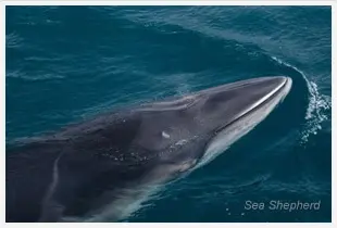 Foto: Sea Shepherd Austrália / Eliza Muirhead