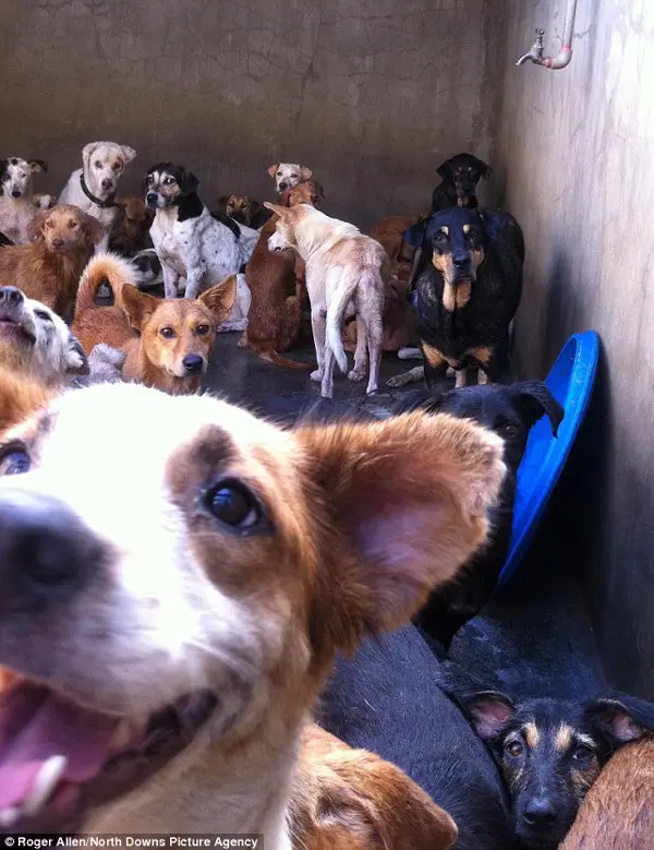 Um cão esquálido pula para procurar seu dono. Ele está no corredor da morte da carrocinha de Port Louis. Oitenta por cento dos cães recolhidos e mortos são domésticos, não estavam em situação de rua. (Foto: Daily Mail)