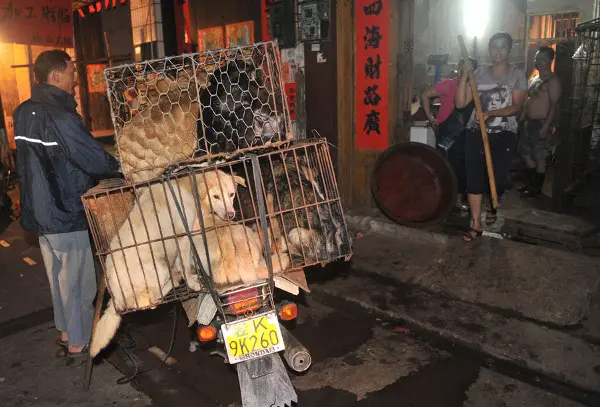 Um trabalhador empurra sua moto para entregar gaiolas com cães a serem mortos e comidos a uma loja no mercado livre, na cidade de Yullin, Região Autônoma de Guangxi Zhuang, sul da China, 20 de junho de 2012. (Foto: Imagine China)