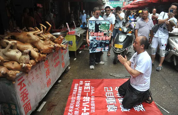 Ativista da proteção animal chinesa, Pian Shan Kong, ajoelha-se em frente a cães mortos para serem comidos e lhes pede desculpas, durante campanha contra o uso de carne de cachorro para alimentação,  na cidade de Yullin, Região Autônoma de Guangxi Zhuang, sul da China, 21 de junho de 2012. (Foto: Imagine China)