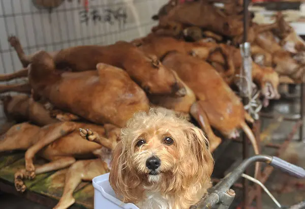Cãozinho sentado na cesta de uma bicicleta em frente a cachorros mortos que serão comidos num mercado público na cidade de Yullin, Região Autônoma de Guangxi Zhuang, sul da China, 21 de junho de 2012. (Foto: Imagine China)