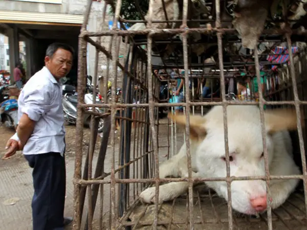 Cão espera para ser vendido em mercado popular de Yulin, na China (Foto: Humane Society International/ AP)