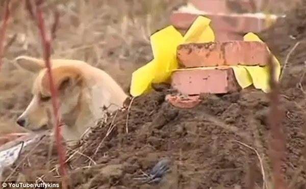 Amigo leal: este cão chinês ficou uma semana sem se alimentar e ao lado da sepultura de seu tutor. (Foto: YouTube)