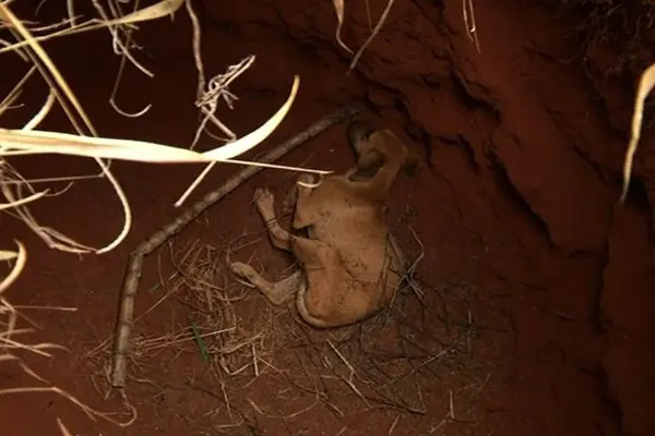 Cachorro estava preso em buraco de 1,5 metro, em lote baldio (Foto: Reprodução/TV Anhanguera)