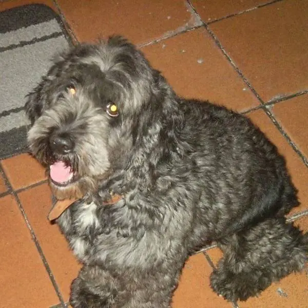O cão Skype foi recuperado através do site "Cachorro Perdido", que reúne informações sobre animais encontrados e perdidos em todo o Brasil - Foto: Reprodução