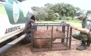 Animal pesa cerca de 60 quilos (Foto:Divulgação / Polícia Ambiental) 