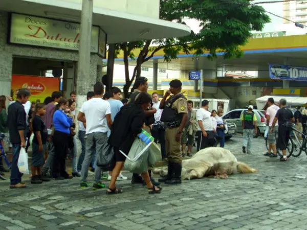 Morte de cavalo chocou turistas que estavam no local (Foto: Rogério Brasil / Opopular.net)