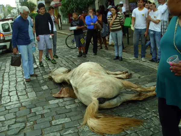  Cavalo morre enquanto puxava turistas em São Lourenço, MG (Foto: Rogério Brasil / Opopular.net)