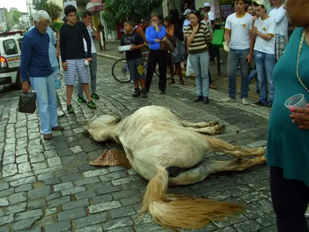 Exaustão pode ter motivado morte de cavalo em São Lourenço, MG (Foto: Rogério Brasil / Opopular.net)