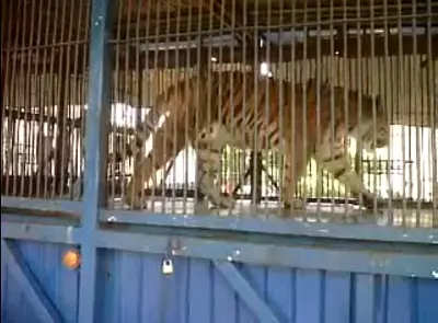 Um Vídeo intitulado "Circo Zanchettini: Situação real dos animais", postado no perfil Ubasti Vegana mostra jaula de tigre explorado no picadeiro. (Foto: Reprodução/ Youtube)  