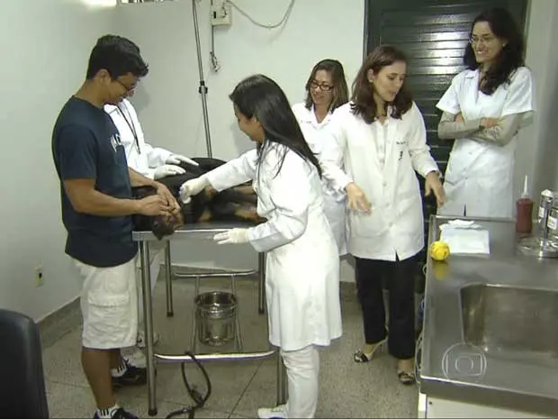 Cão doando sangue no Hospital Veterinário da Universidade de Brasília (Foto: TV Globo/Reprodução)