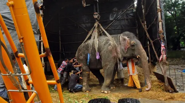 Assistentes sociais indianas tentam mover Bijlee, uma elefanta de 54 anos, que é sustentada por um guindaste depois que ela passou por problemas de saúde e não pode mais ficar sozinha, em Mumbai, na Índia. Ela está sendo atendida por uma equipe veterinária. (Foto: Rajanish Kakade/AP)