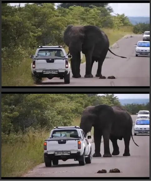 Um motorista tentou intimidar um elefante no Kruger National Park, na África do Sul. (Fotos: Reprodução/ Youtube)