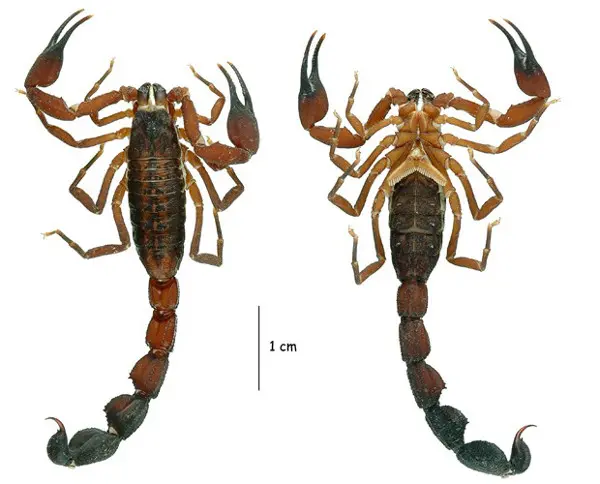 Dois machos da espécie de escorpião recém-identificada (Foto: Divulgação/Elise-Anne Leguin)