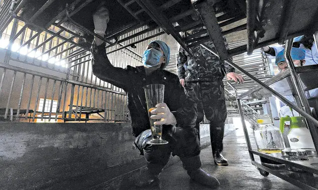 Funcionário retira bile de urso em empresa na província de Fujian, na China - Foto: Zhang Ke/Associated Press