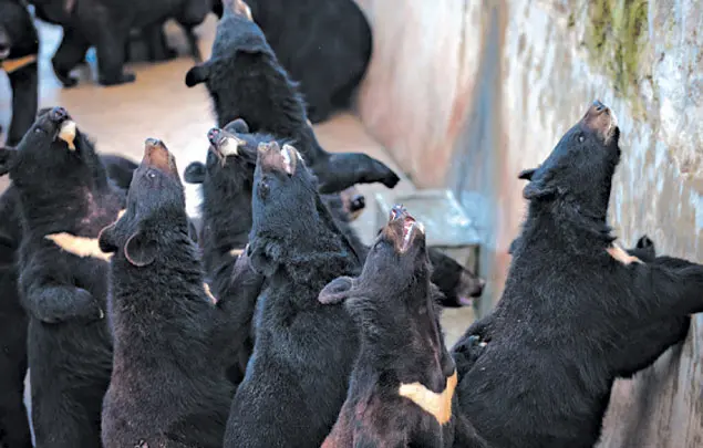 Ursos em cativeiro em empresa que faz extração da bile dos animais procuram comida - Foto: Zhang Ke/Associated Press