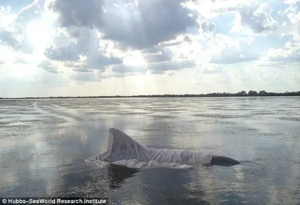  Mortos na água: Dia após dia, golfinhos aparecem boiando mortos e esqueléticos. (Foto: Daily Mail)