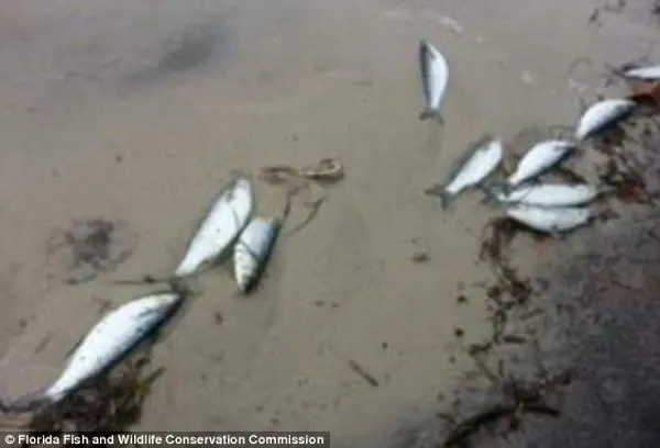  Milhares de peixes mortos encontrados em Indian River Lagoon na região sul do condado St. Lucie County. Cientistas acreditam que o fato é devido a uma ou mais causas, desde mudanças climáticas até variações na temperatura da água e no seu nível de salinidade. (Foto: Daily Mail)