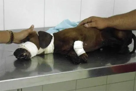 Cãozinho Marley atingido por uma bomba em Milagres. (Foto: Juliana Santana)