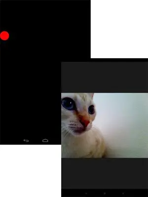 Os gatos batem a pata no ponto vermelho da tela e, assim, têm suas fotos tiradas (Foto: Reprodução)
