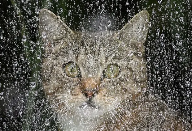 O fotógrafo alemão Wolfgang Kumm flagrou nesta sexta-feira (31) um gato olhando pela janela durante um dia chuvoso em Berlim, na Alemanha, que mais parece uma pintura (Foto: Wolfgang Kumm/DPA/AFP)
