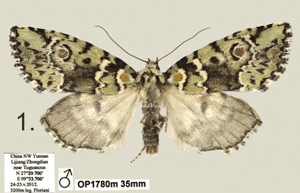 Mariposa 'Stenoloba solaris' macho (Foto: Divulgação/'Zookeys')
