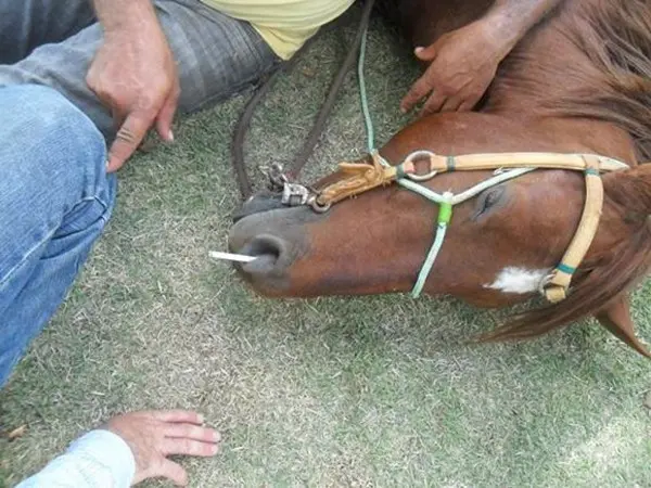 Foto mostra cigarro aceso na narina de cavalo, em Bela Vista de Goiás (Foto: Divulgação/Dema)