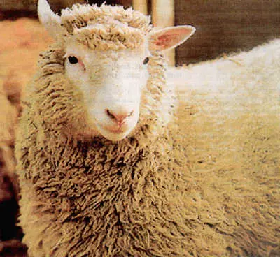 A ovelha Dolly foi o primeiro mamífero clonado da história. E sofreu as consequências na saúde, morrendo precocemente em 2003. Foto: Reprodução