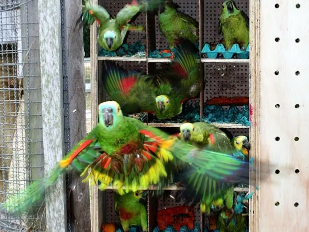 Papagaios passaram por reabilitação e foram soltos em três municípios de Mato Grosso. (Foto: Nicélio Silva/Ibama)