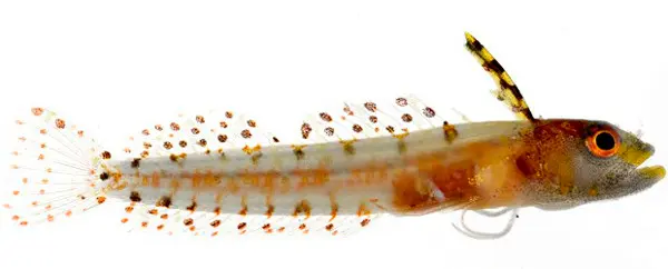 Peixe da espécie recém-descoberta 'Haptoclinus dropi' (Foto: Instituto Smithsonian/AP)