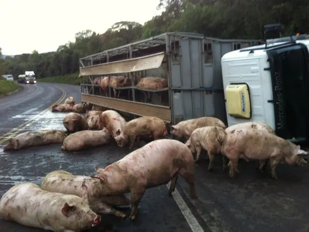 Porcos ficaram espalhados na pista (Foto: Sandro Devens / Atual FM)