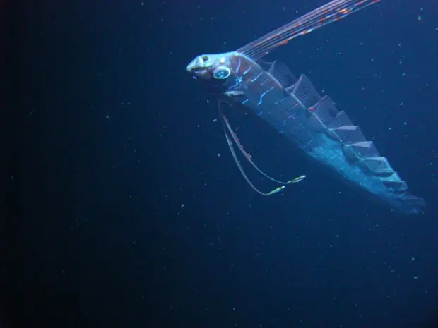 Essa espécie de peixe pode medir até 17 metros de comprimento, afirma pesquisador  (Foto: Mark Benfield/Louisiana State University)