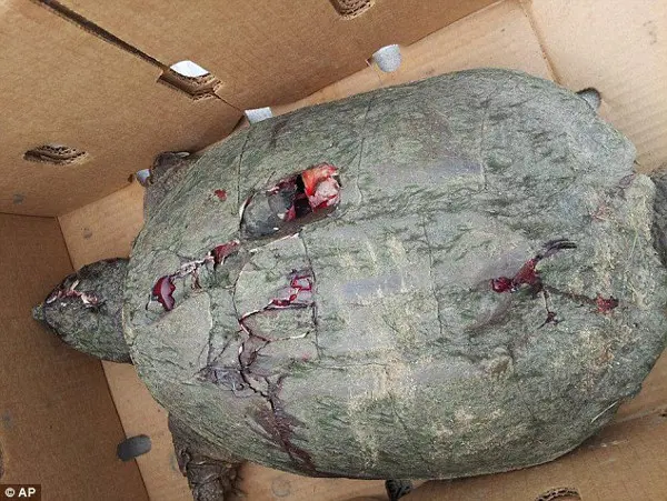Horrível: tartaruga-mordedora morreu após ser brutalmente ferida em um bunker em um campo de golfe. A foto foi tirada logo após ela ter sido encontrada. (Foto: Daily Mail)