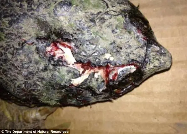 Chocante: A tartaruga tinha buracos em seu casco e também foi atingida no olho direito. (Foto: Daily Mail)
