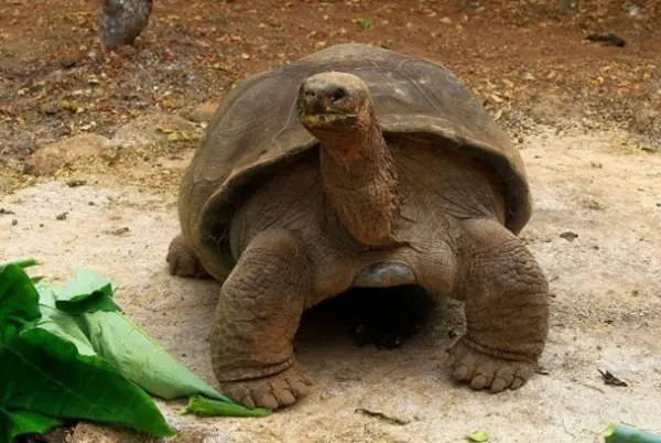 Pepe: tartaruga vive isolada em Galápagos. (Foto: Divulgação)