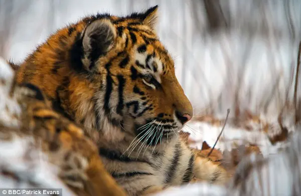 O tigre siberiano é o maior felino no mundo e é o único que sobrevive a maior parte do ano na neve. (Foto: Daily Mail) 