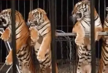 Tigres explorados em números de apresentações do Circo Rey Gitano. (Foto: Reprodução/ Youtube)