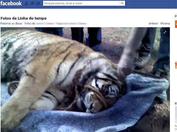 Suspeita de alta dosagem de tranquilizante poderia ter matado a tigresa (Foto: Reprodução/Facebook)