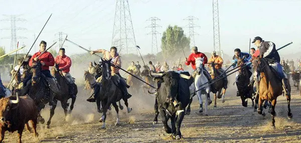 Homens torturam touro no "El Toro de la Vega". (Foto: Divulgação)