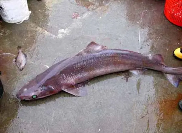 Pobres tubarões gulper tem grandes chances de terem seus fígados retirados e são os alvos principais para o comércio de esqualeno. (Foto: Daily Mail)
