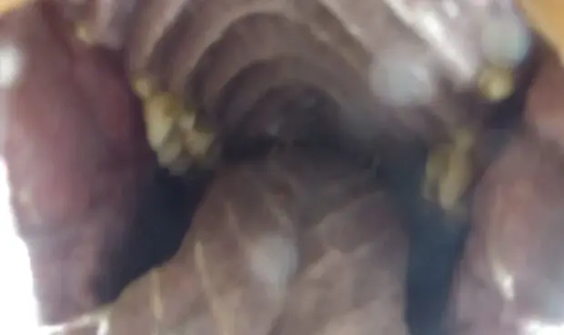 Câmera conseguiu filmar interior da boca de um urso-cinzento (Foto: Reprodução/YouTube/Brad Josephs)
