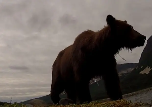 Cinegrafista estava registrando cenas de ursos no Alasca quando animal abocanhou a câmera  (Foto: Reprodução/YouTube/Brad Josephs)