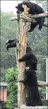  Ursos-lua adoram escalar. (Foto: Animals Asia)