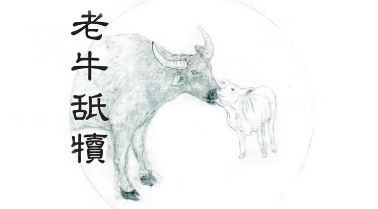 “Uma velha vaca lambe seu bezerro” (Flora Chung/The Epoch Times)