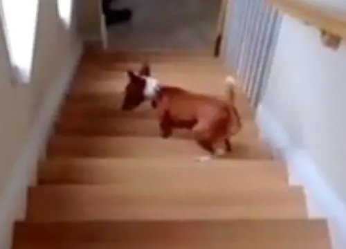 Cadela que só consegue subir escadas 'de ré' virou sensação na web (Foto: Reprodução/YouTube/Charles Redden)